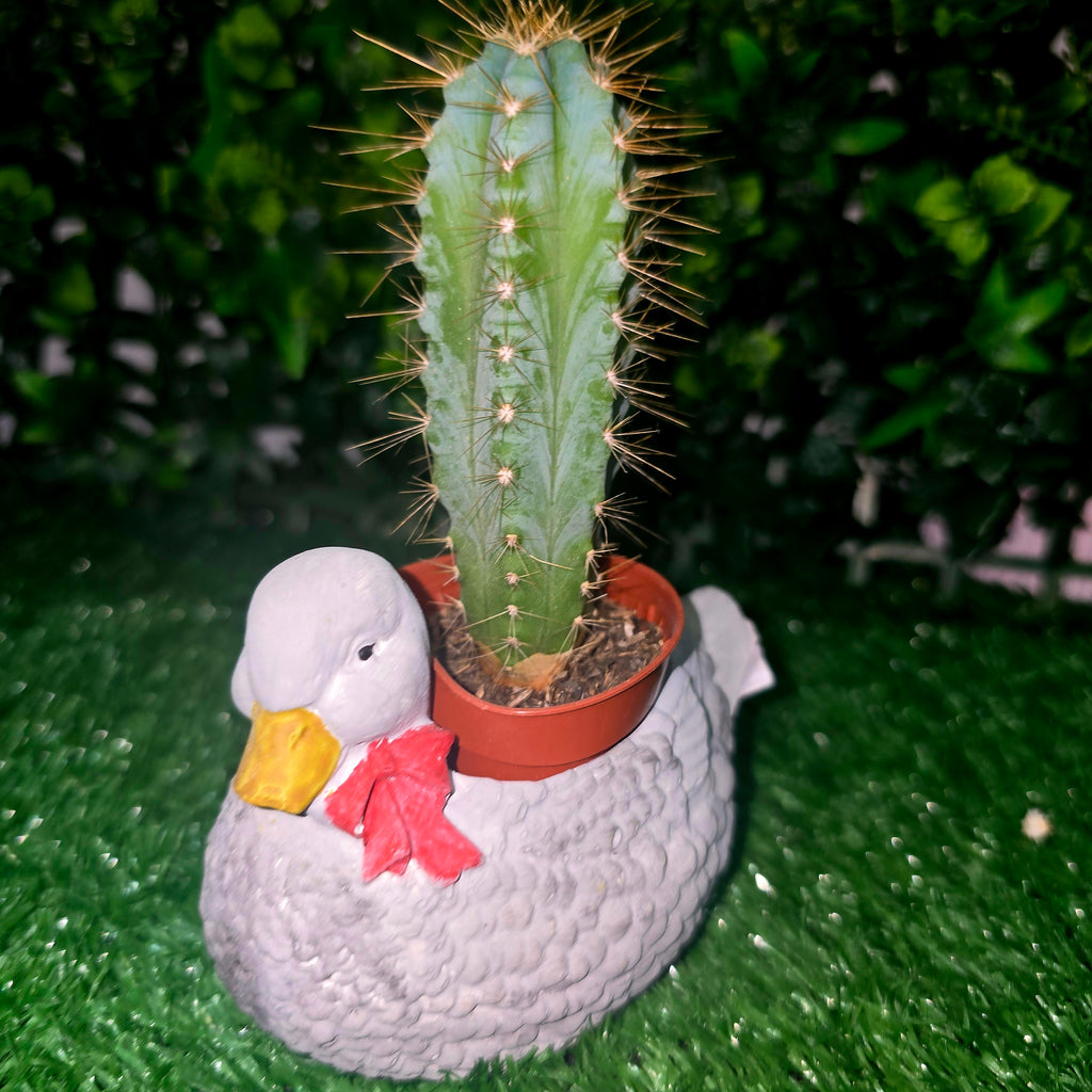 Decorative Duck Planter – Garden & Home Ornament